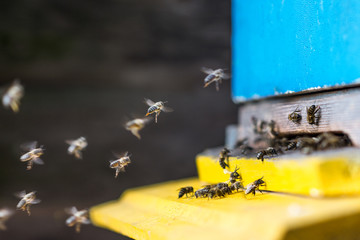 Bees flying with  nectar to yellow blue beehive, close up view with dark wooden wall background. Apiculture concept 