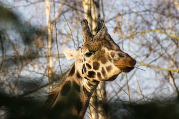 Obraz premium close up portrait of Rothschild's giraffe