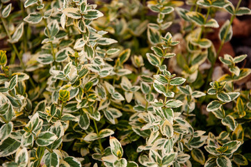 Meadow herb with small white flowers on the summer field. Nature landscape. Tender background