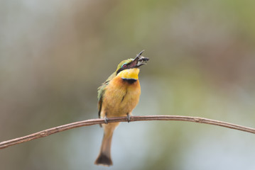 Bee eater in the wilderness of Africa, European bee eetar