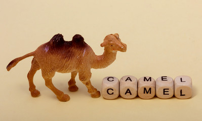 Word on wooden cubes, toy camel