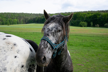 portrait of a horse