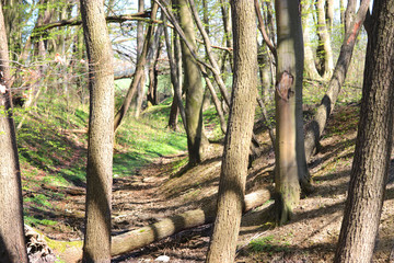 Dark forest background. Forest trees