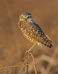 Burrowing Owl