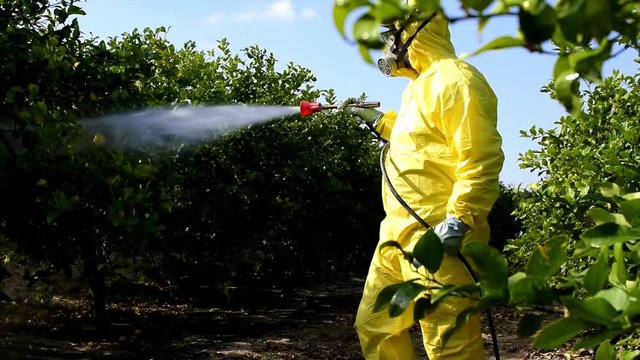 Weed insecticide fumigation. Organic ecological agriculture. Spray pesticides, pesticide on fruit lemon in growing agricultural plantation, spain. Man spraying or fumigating pesti, pest control. 