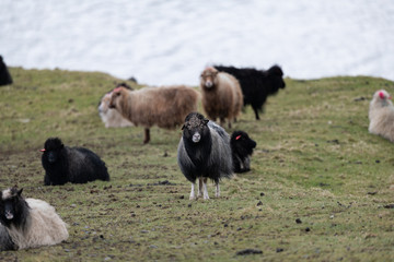 Faroe curious sheep looking at camera  