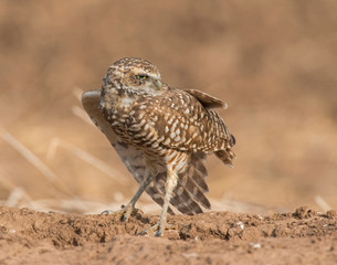 Burrowing Owl