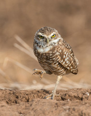 Burrowing Owl