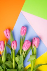 Spring flower pink tulips