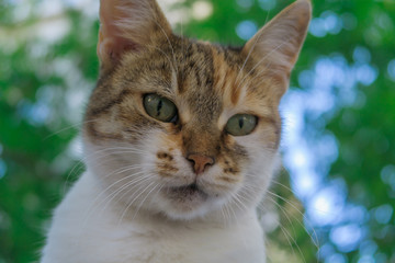 Portrait of a cat with green eyes