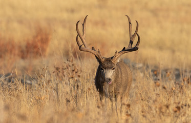 Mule Deer Buck in Colorado in Fall