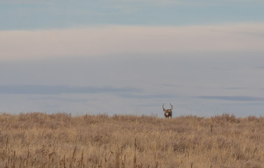 Naklejka premium Mule Deer Buck in Colorado in Fall