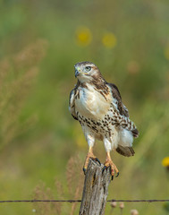 Red-tailed Hawk
