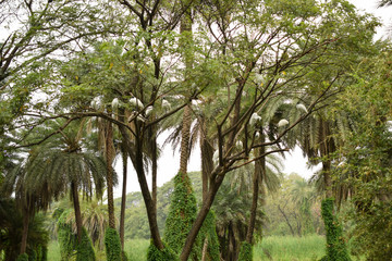deep jungle forest greenery, big trees