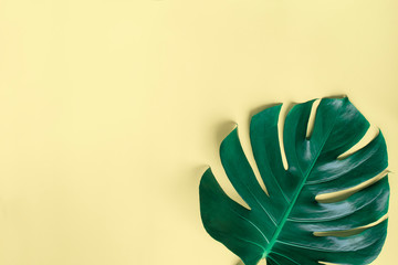 Monstera top view leaf model philodendron isolated on pastel background / copy space - top view