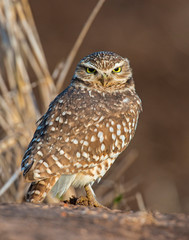 Burrowing Owl