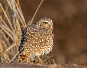 Burrowing Owl
