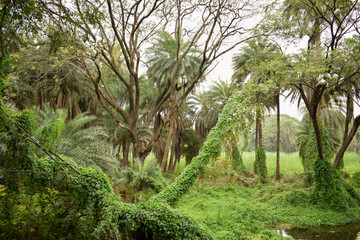 Fototapeta na wymiar deep jungle forest greenery, big trees