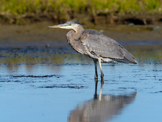 Great-blue heron, Ardea herodias,