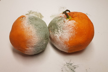 rotten orange and leaves  isolated in white background
