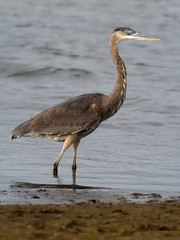 Great-blue heron, Ardea herodias,