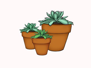 succulent plants in pot isolated on white background