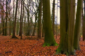 Waldboden voller Laub