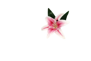 One beautiful lily flower with a white background