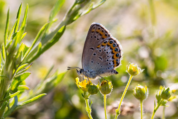 Butterfly on a flower. Sunny summer day. Blurred background. Macro close up