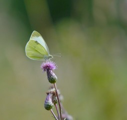 Beautiful yellow butterfly sitting on thistle flower with blurry background