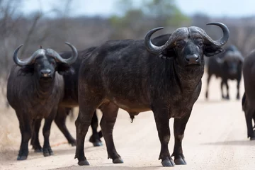 Cercles muraux Buffle Cape buffalo, African buffalo in the wilderness