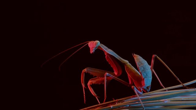 Macro shot of a praying mantis in the dark, 4k studio shot with color rgb leds