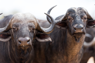 Naklejka premium Cape buffalo, African buffalo in the wilderness