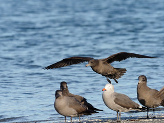 Heermann's gull, Larus heermanni
