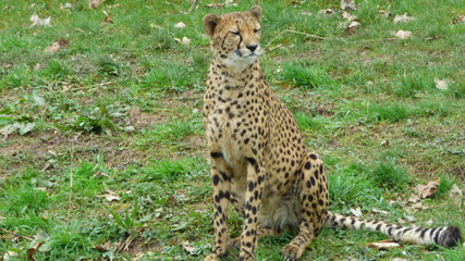 guépard