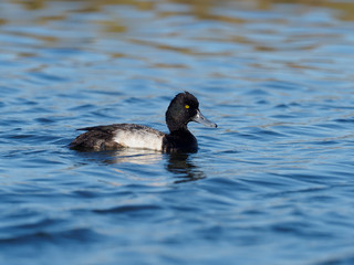 Lesser scaup, Aythya affinis