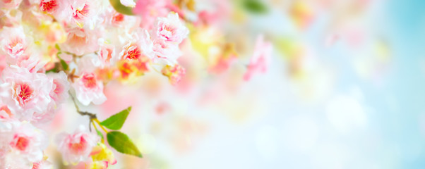 Obraz na płótnie Canvas Beautiful pink and white cherry flowers on blurred light background. Spring floral background with copy space.