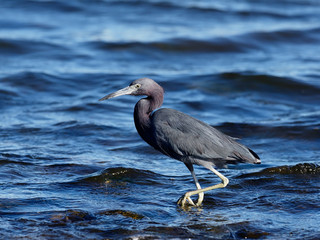 Little-blue heron, Egretta caerulea
