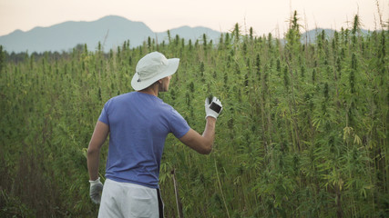 Professional researchers working in a hemp field, they are checking plants and doing a quality control, alternative medicine and cannabis sativa production concept