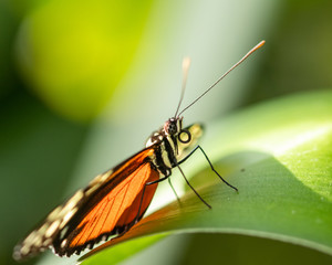 Fototapeta na wymiar A beautiful picture of a colorful butterfly standing on a leaf - closeup, macrophotography