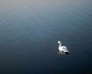 Swan © Szymon
