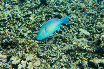 A scarus frenatus fish