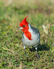 Brazilian Cardinal in Hawaii