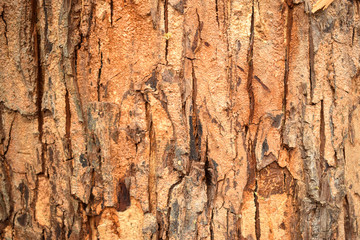 Natural Tree Bark Peeled Texture Background Image
