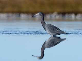 Little-blue heron, Egretta caerulea