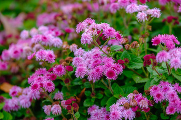 フラワーガーデン