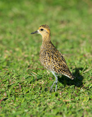 Golden Plover