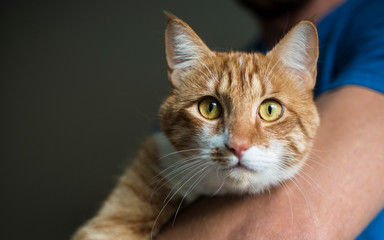Ginger cat looks directly to the camera holding by a veterinarian 