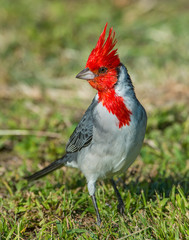Brazilian Cardinal in Hawaii
