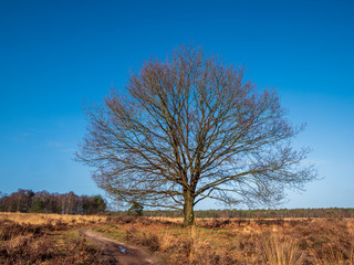 Ermelosche Heide with dry nature and huge trees